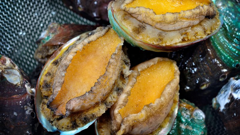 Lý do khiến bào ngư ‘siêu đắt’, chỉ nhà giàu mới dám ăn