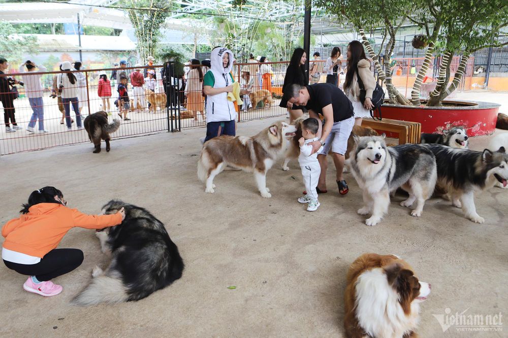 Tò mò đến nông trại ở Đà Lạt, ôm ấp hơn trăm chú cún dễ thương