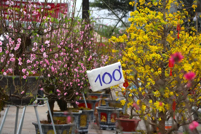 Mới 28 Tết đào quất đã ‘đổ’ ra đường, chỉ 80.000 đồng/cây