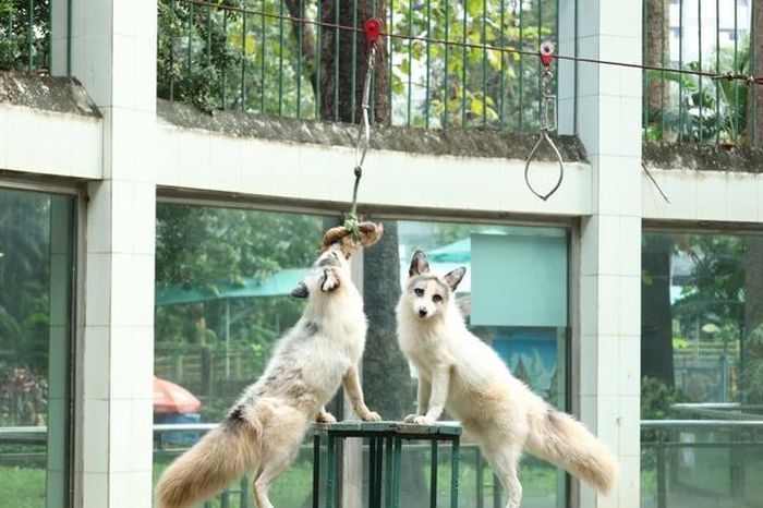 Tên động vật ‘lạ đời’ ở Thảo Cầm Viên: Công Thị Tai Nơ, Ca, Noel…