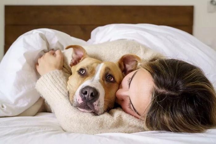 Vì sao không nên cho thú cưng vào phòng ngủ trong mùa hè?